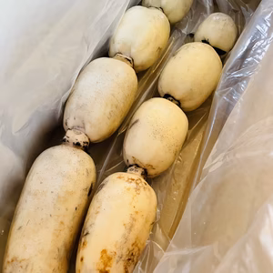 新物！8月出荷。　シャキシャキみずみずしい新レンコン！