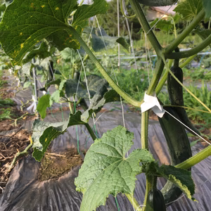 【お試しサイズ】きゅうり1.2キロ