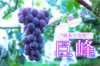 巨峰×豊水梨・秋月梨✨期間限定のかじゅまる農園の自信作セット