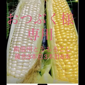 南信州とうもろこし黄色3本白色3本計6本糖度20〜22度