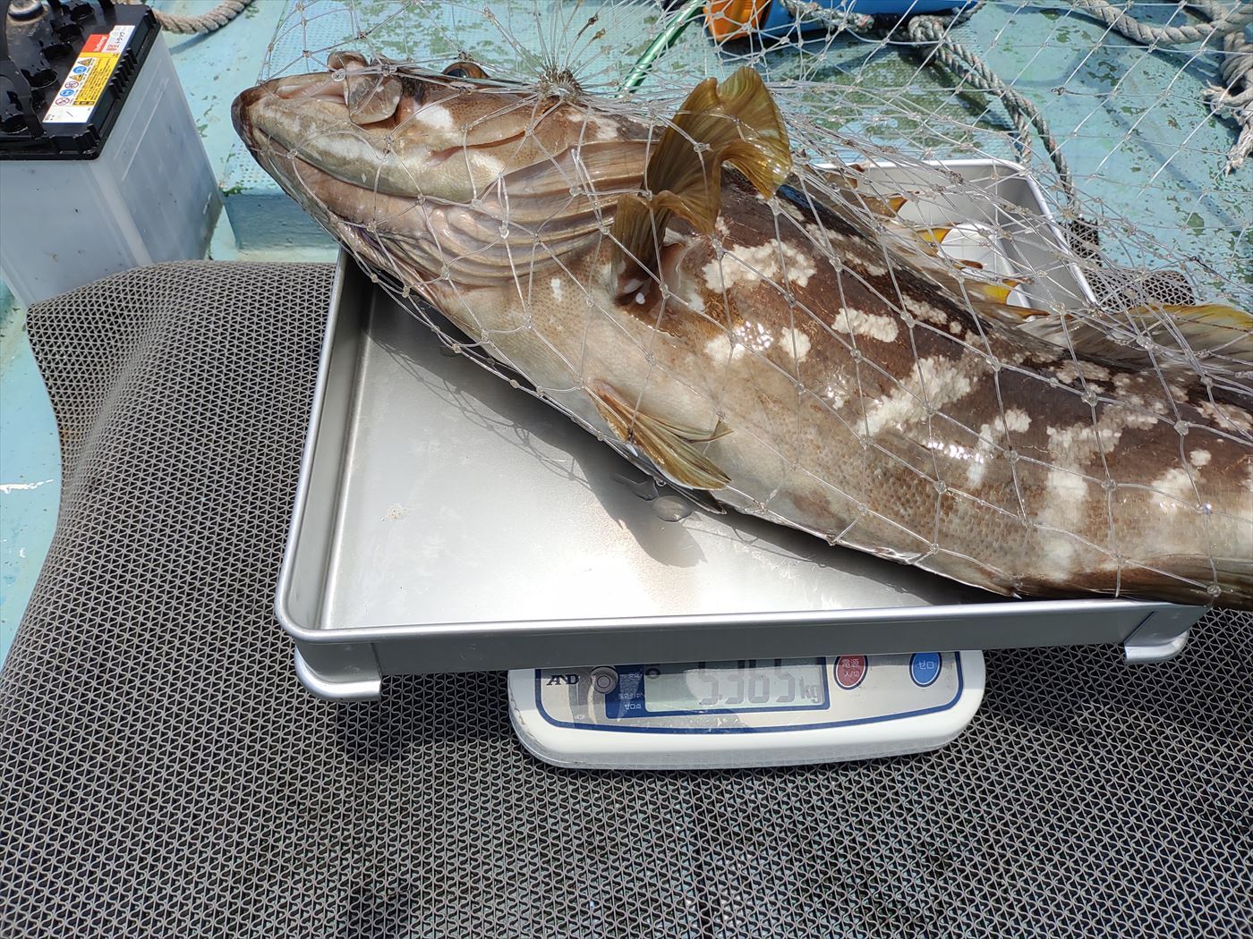 幻の魚 クエ 5 3ｋｇ 農家漁師から産地直送の通販 ポケットマルシェ