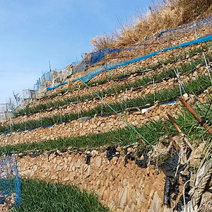 新玉ねぎ5キロ石垣段々畑の新玉ねぎ20〜30個