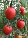 【栽培期間中農薬不使用】おいしくて止まらない！しあわせのトマト