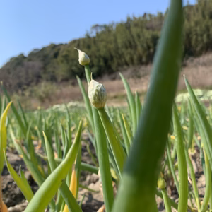淡路島のネギ坊主
