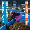 ネバシャキ食感がくせに！越前産無添加天然あかもくとろろ200g 5パック