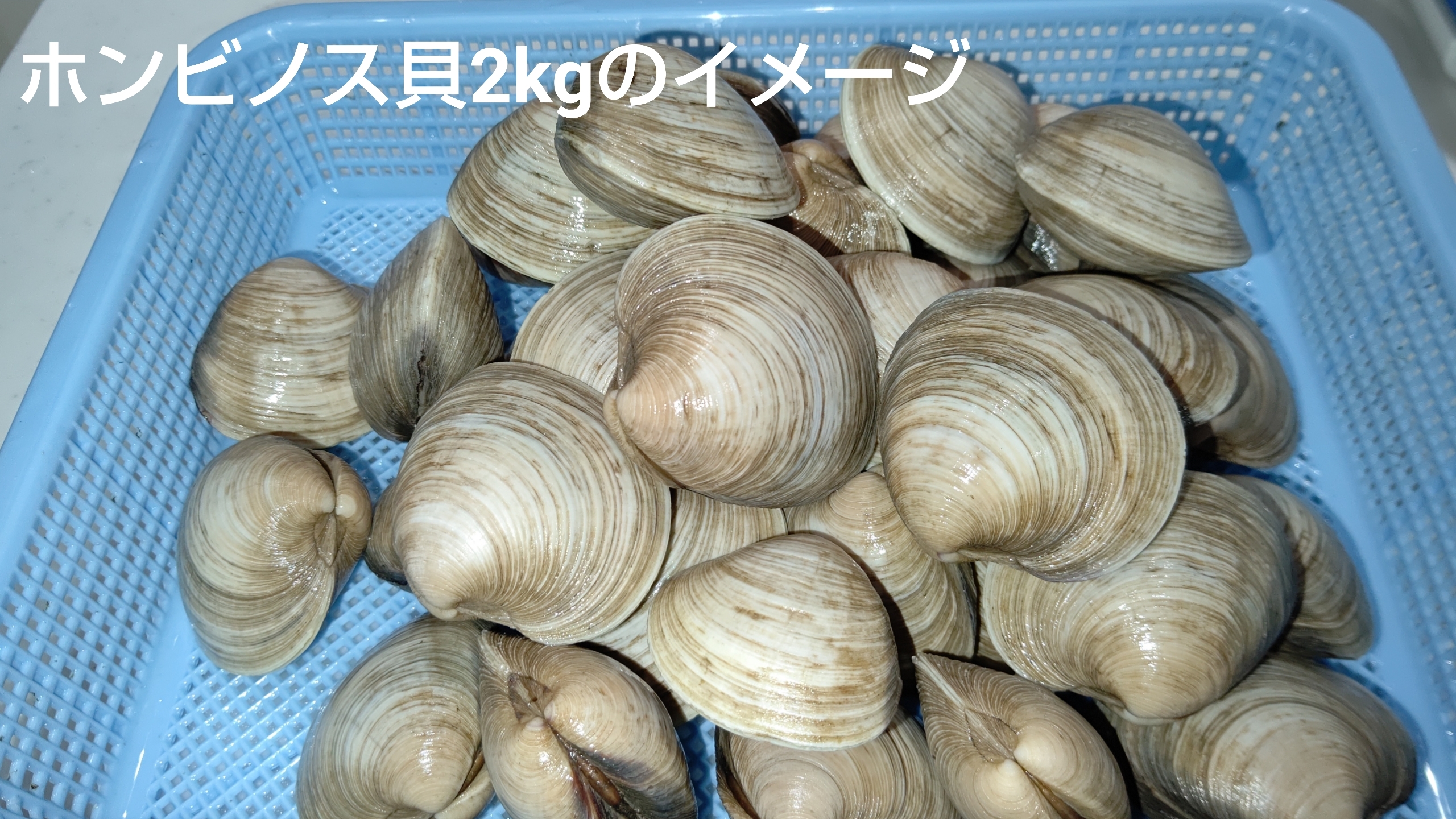 船橋三番瀬産ホンビノス貝500g 1個50 100g 10個入り 農家漁師から産地直送の通販 ポケットマルシェ