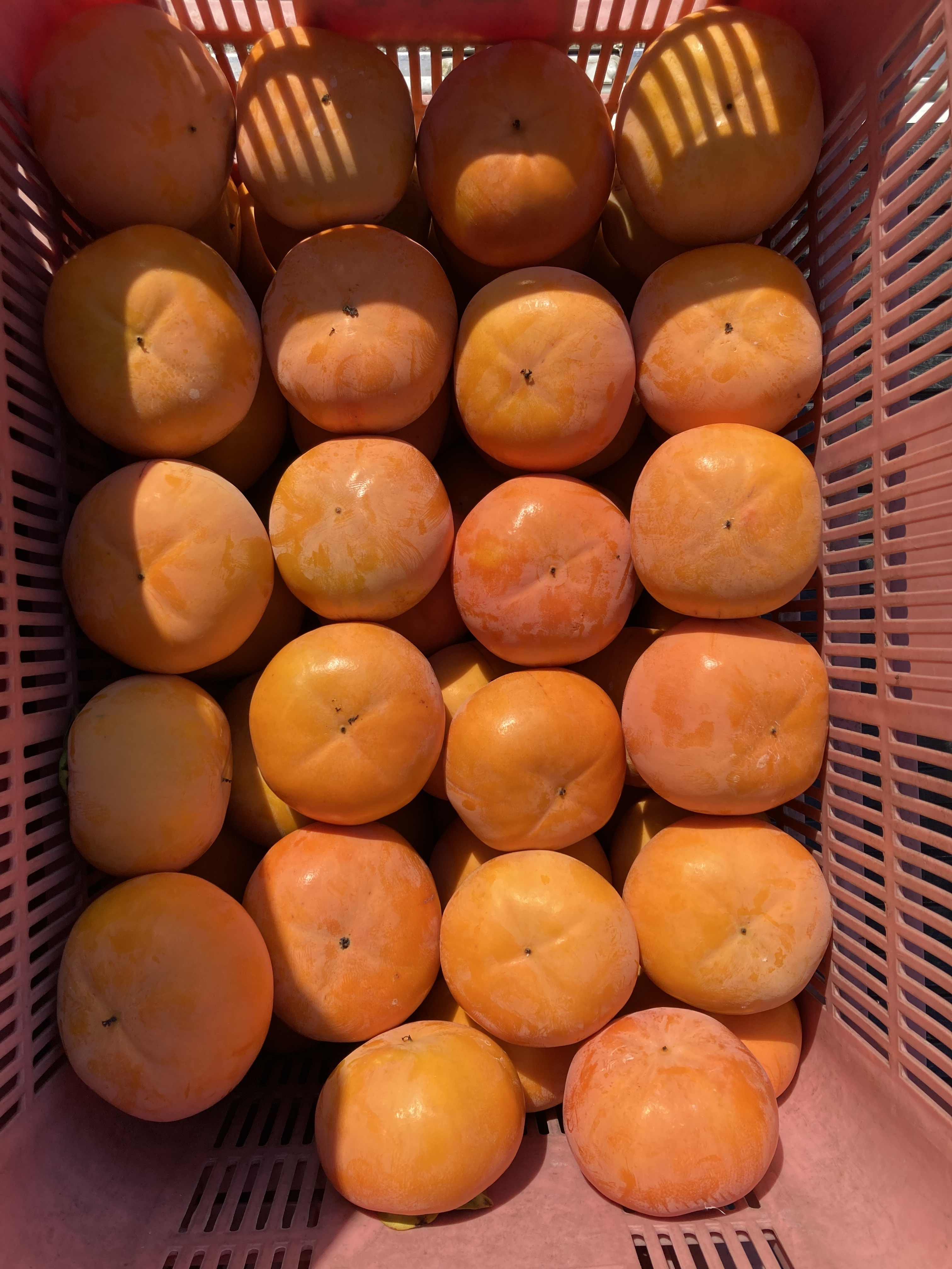 福岡県うきは市産　富有柿　10㎏超　大小様々　ご家庭用