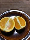 【発酵手作り肥料で育てました】珍しい！農薬不使用　バレンシアオレンジ