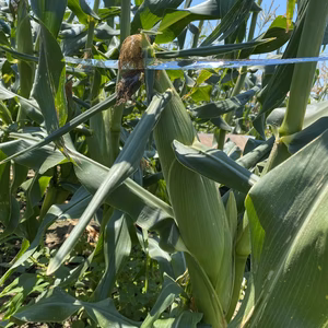 旨みと甘味がぎっしり！極うまコーン　5本入り　