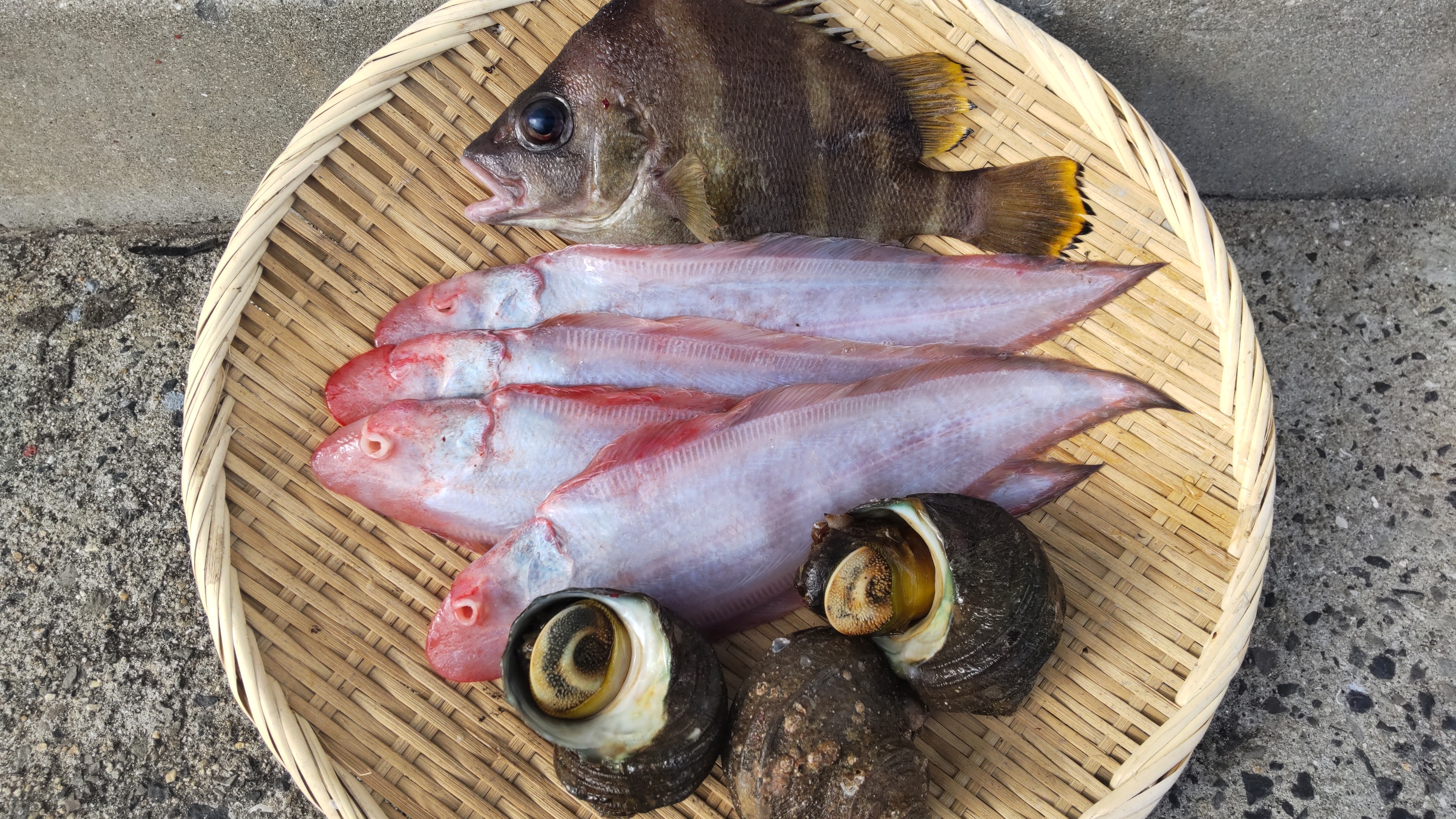 漁師お任せ魚の詰め合わせセット 2㌔〜2.5㌔（下処理済）｜魚介類の