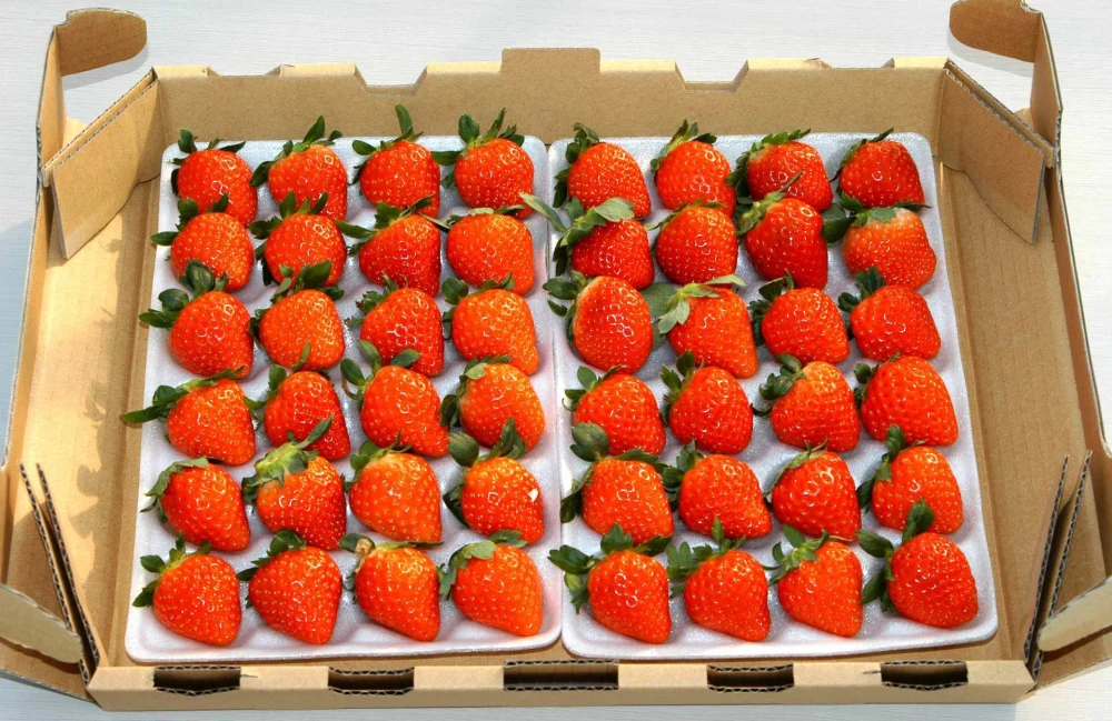 北海道産完熟夏イチゴ1箱(35玉1トレー+24玉1トレー)当日収穫したものを発送