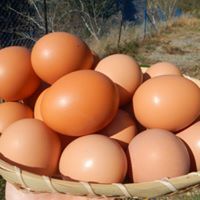 初卵S200個※クール便