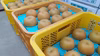 幸水 朝採りの完熟梨 大玉  千葉県船橋市産♡食べたらトリコ