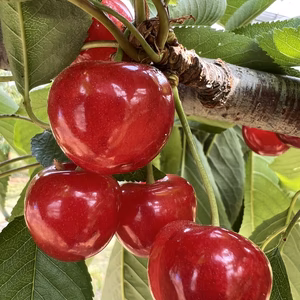本当に甘い！！大粒さくらんぼ【紅秀峰】3Lサイズ 約500g 化粧箱