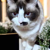 てんぷるキャッツ