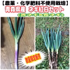 ※訳ありお買得【農薬・化学肥料不使用栽培】赤ネギ＆長ネギ食べ比べ紅白セット