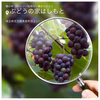 種は命❣️   無農薬、ジベレリン処理なし種ありぶどうお楽しみボックス