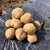 秋の根菜セット(男爵・メークイン・人参）