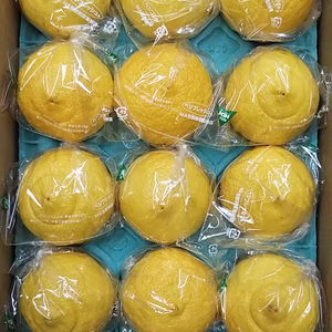 贈答用　さわやかな味　はるか袋入り　１2玉　
