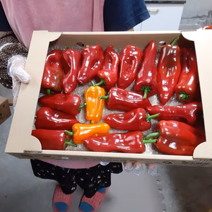 初夏のフルーツパプリカ。小玉多め1、2kg
