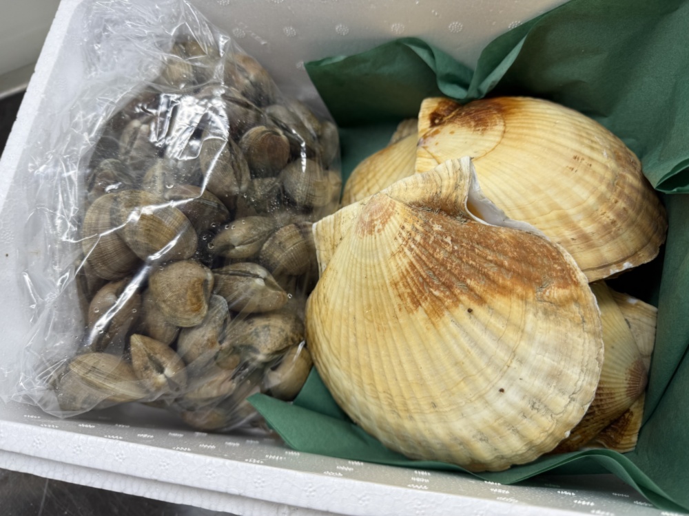 2026福袋】星屑あさり（砂抜き済み）Plus（ランダムにホタテ、牡蠣が