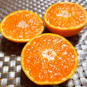 王道なのにこの価格！Ｍサイズ完熟甘ーいみかん