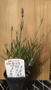 長崎ラベンダー  リトルマミー