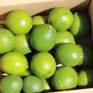 愛媛産！！  レモン　2ｋｇお試し！！