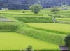 【特別割引】３５％引　玄米３０ｋｇ新米　R3　大嘗祭 とちぎのほし　収穫でき次第