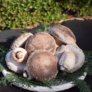 【900g】そのまま焼くだけで美味しい！肉厚！原木しいたけちゃん！