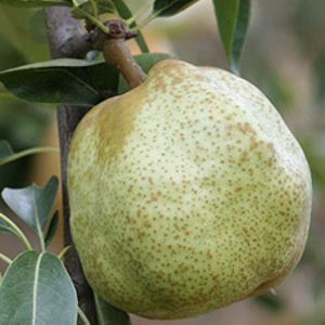 和歌山八晃園の追熟調整済みラ・フランスお試し箱（2Lサイズ6個）