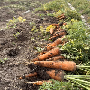 【農薬・化学肥料不使用】有機人参2kg〜