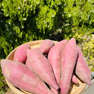 【栽培期間中農薬不使用】さつまいも「紅はるか」｜会宝農園