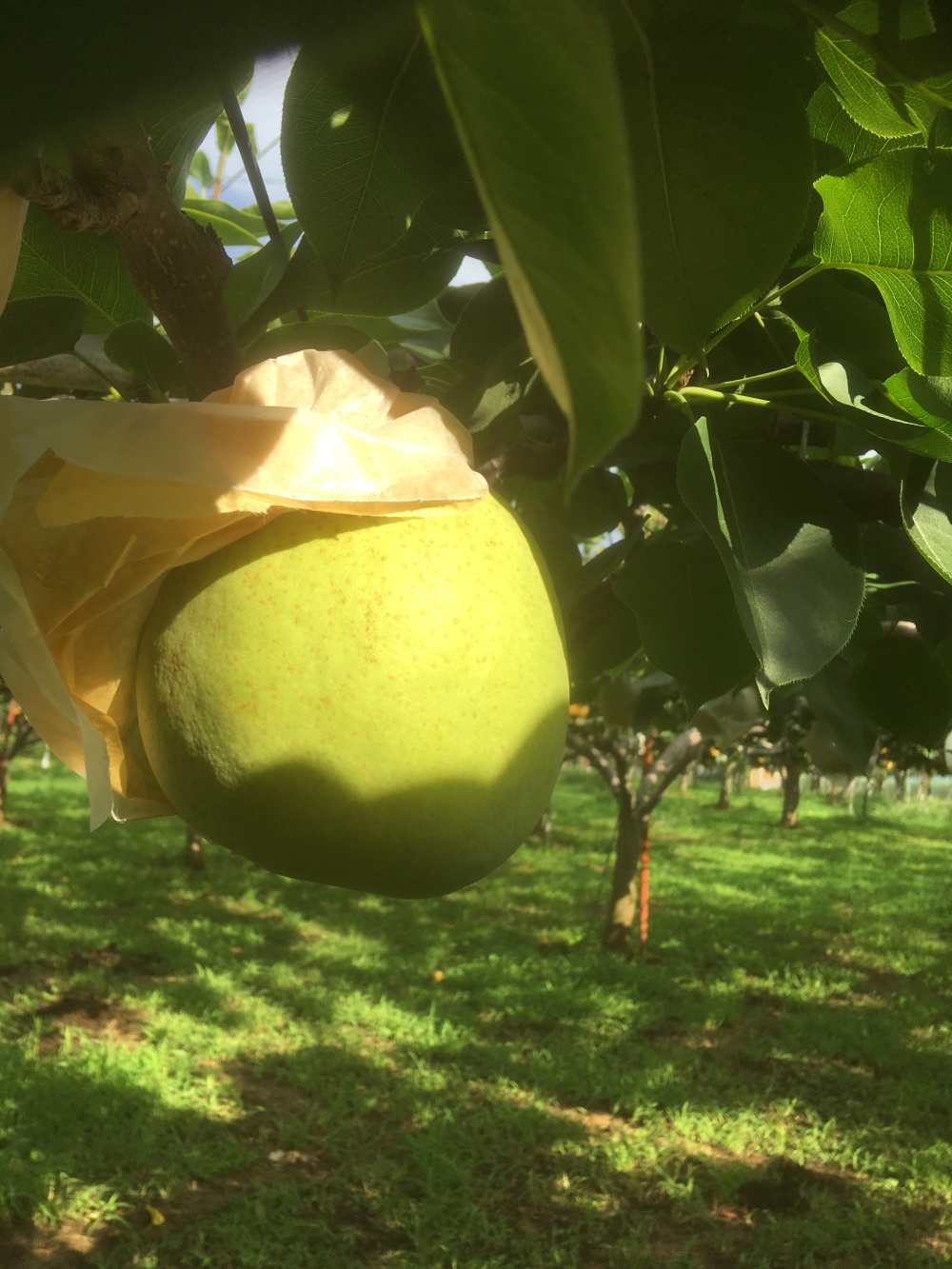 果物の産直通販・お取り寄せ商品｜ポケットマルシェ｜産地直送で旬の