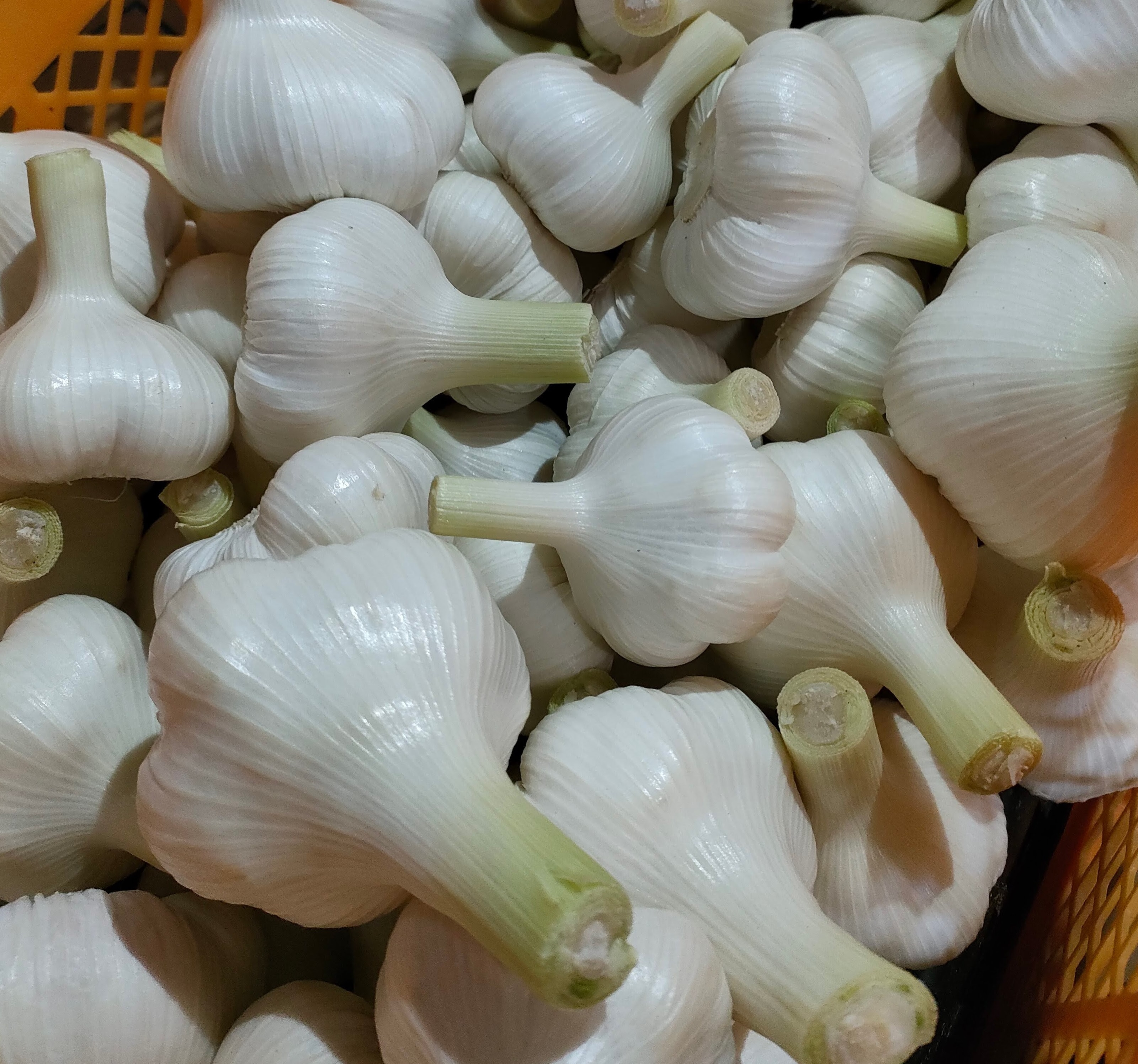 限定予約品 生にんにく 福地ホワイト6片 とうもろこしを肥料にして作ったにんにく 生にんにく1kg