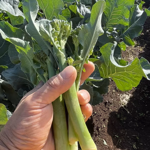 スティックセニョール(茎ブロッコリー)