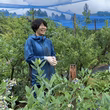 植木淑恵