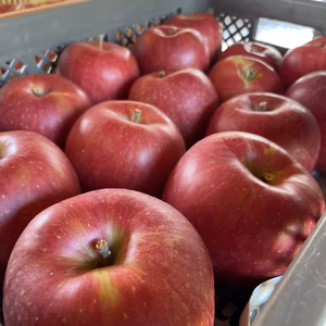 【10月中旬発送】シナノスイート 家庭用