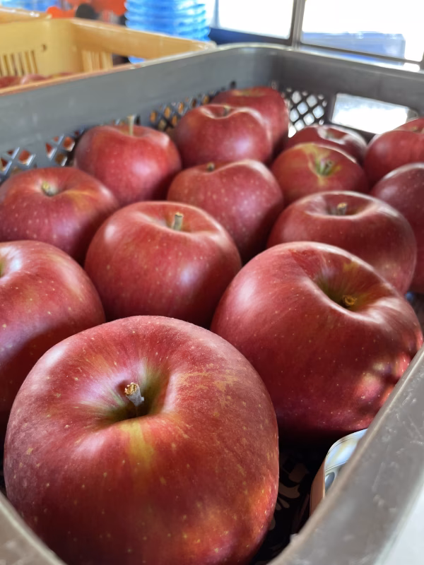 【10月中旬発送】シナノスイート 家庭用