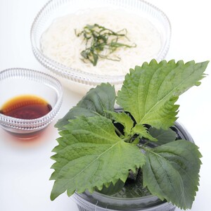 テーブル菜園「２種類」太陽光で育てるおしゃれなミニ菜園　発送までは「ＬＥＤ栽培」