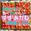 食べて美味しい！夏秋いちご「すずあかね」【内容量約１.２キロ】