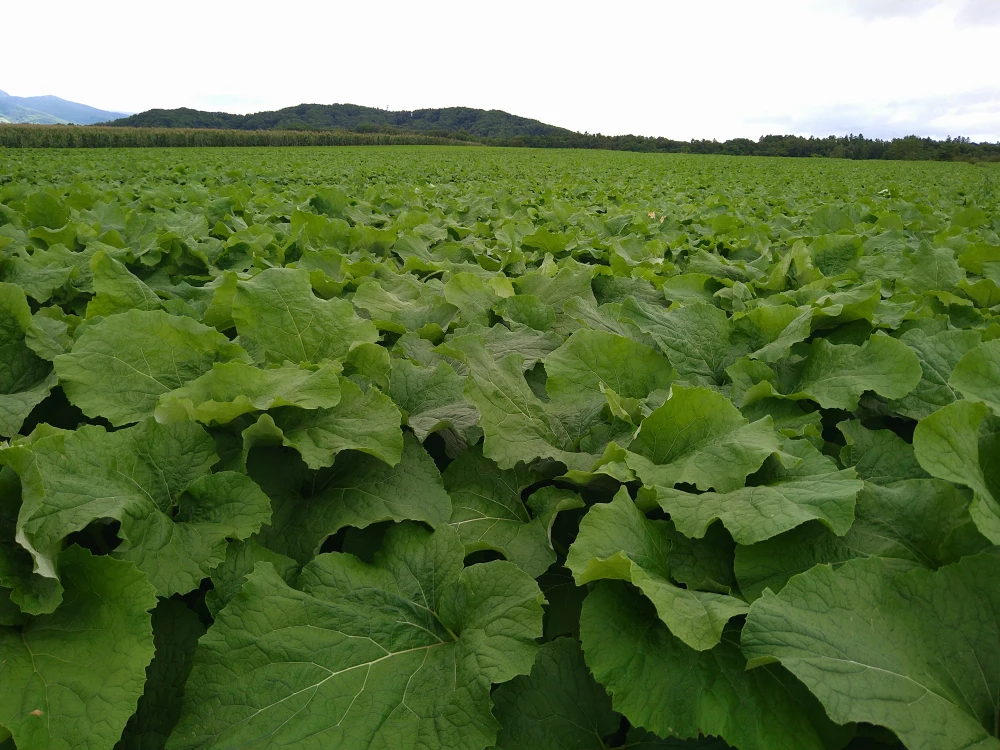 春掘り❗簡単❗おいしい❗お漬物にぴったり❗極細　北海道産ごぼう　1㎏　
