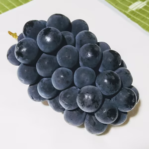 豪雪地帯の高級品種【種無しピオーネ】1.8キロ