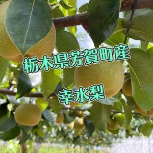 にっこりの名産栃木県　元飲食業、アスリートが育てる幸水梨