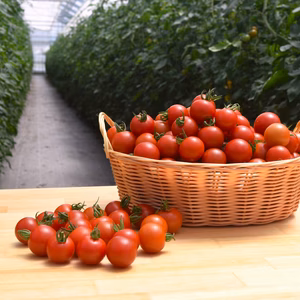 【約30%OFF！~7/17まで】南箱根農園 まいにちBOX「サラダ」