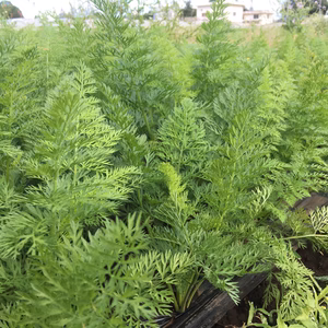 人参ちゃん(葉っぱはカットしてお届け）