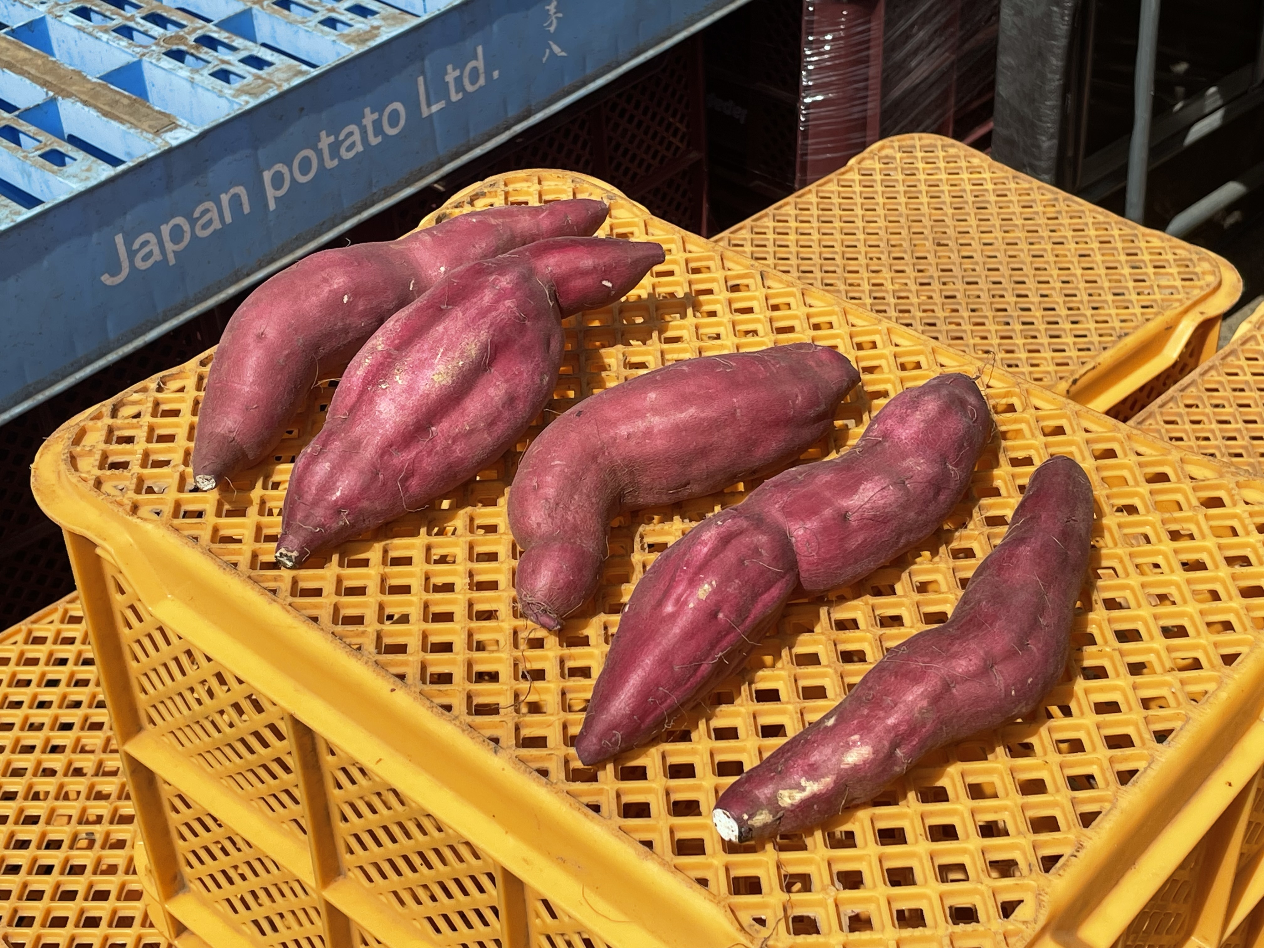 【新芋‼️】千葉県産 紅あずま 訳ありB品✨️｜野菜の商品詳細｜ポケットマルシェ｜産直(産地直送)通販 - 旬の果物・野菜・魚介をお取り寄せ