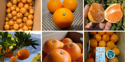 旬のみかん12品種が大集合！「農家直送！ポケマルみかん市」をマルイファミリー溝口店で開催します🍊