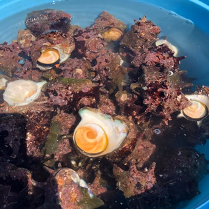 天然サザエ・3kg 素潜り漁 新鮮 只今増量サービス中！