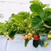 初物いちご！紅ほっぺ、かおりの、さがほのか【千葉県船橋市のあま～いいちご】
